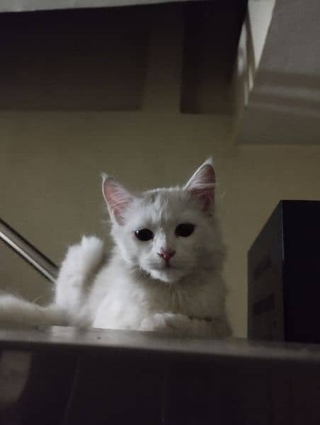missing pet white Persian female cat 7