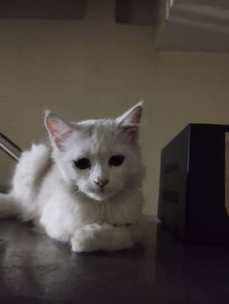 missing pet white Persian female cat 8