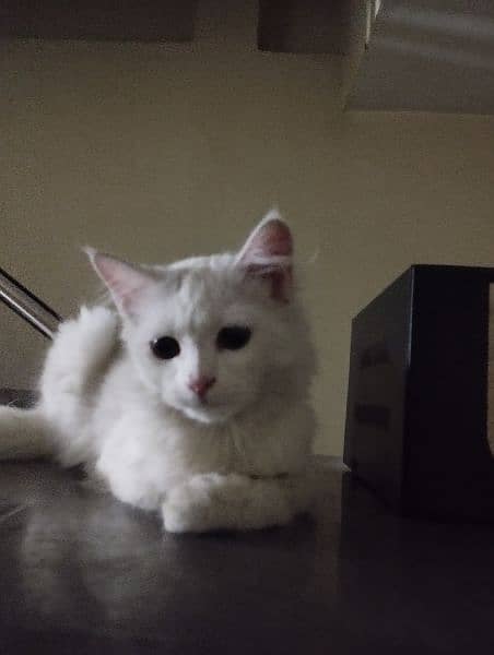 missing pet white Persian female cat 9