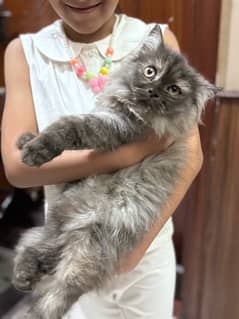 femlae kitten for sale