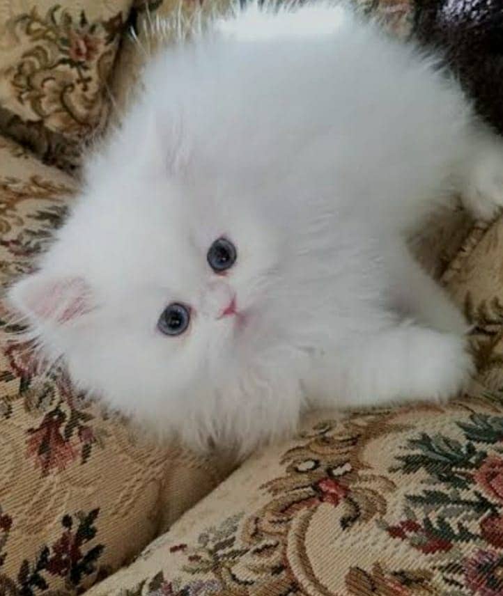 Persian kitten punch face tripple coated 1
