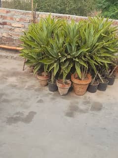 plants