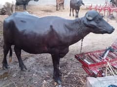 Neeli ravi breeder bull for sale . 2 teeth . good weight.