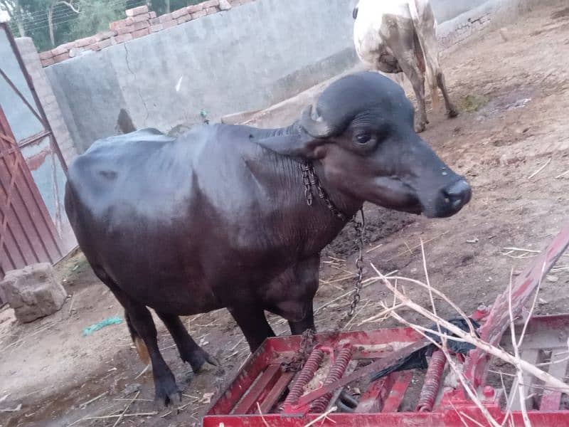 Neeli ravi breeder bull for sale . 2 teeth . good weight. 1