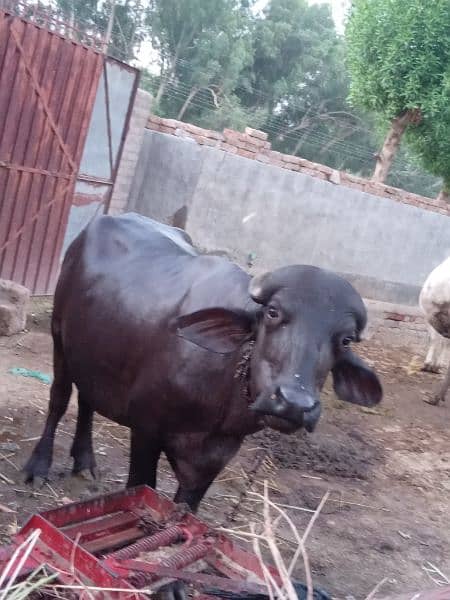 Neeli ravi breeder bull for sale . 2 teeth . good weight. 2