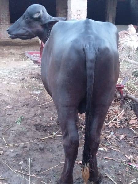 Neeli ravi breeder bull for sale . 2 teeth . good weight. 3