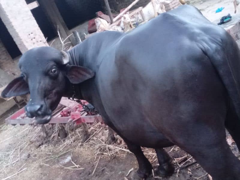 Neeli ravi breeder bull for sale . 2 teeth . good weight. 4