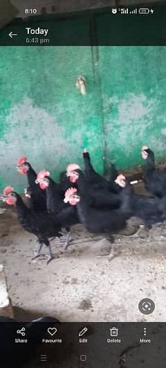 pure black Australorp male foresale per pice 500