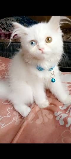 2 months Persian cat 0