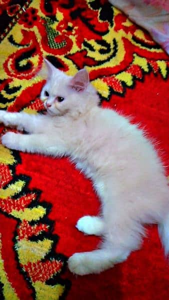 2 months Persian cat 1
