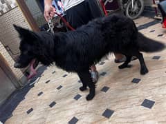 German Shepherd | Long Coat | Dog For Sale | GSD