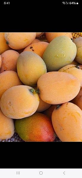 Premium Quality Mango Available! 4