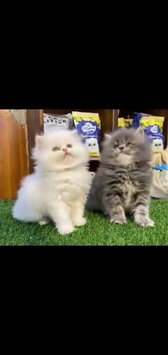 03284714853 whatsap contact please Persian kittens pair urgent sale