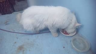 persion cat for sale 0