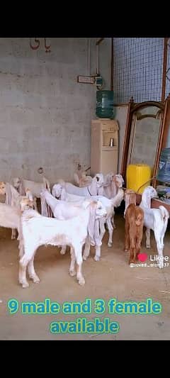 gulabi goat kids