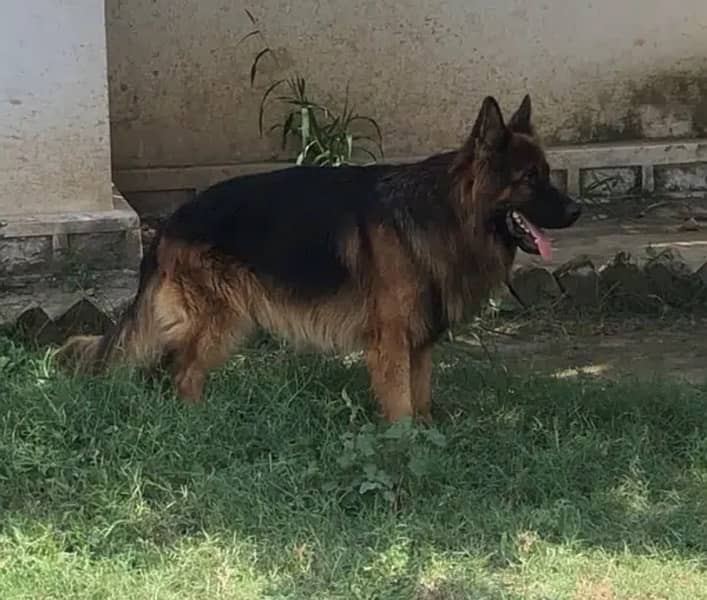 Male German Shepherd Heavy bone for stud 0