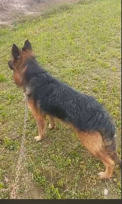 German Shepherd / Long Cout / Gsd  / Dog for sale 0