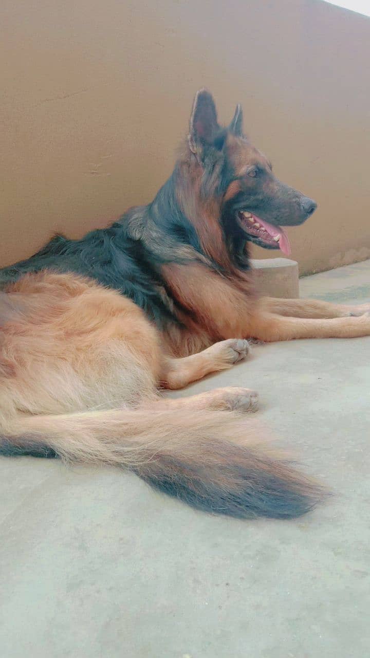 German Shepherd / Long Cout / Gsd  / Dog for sale 1