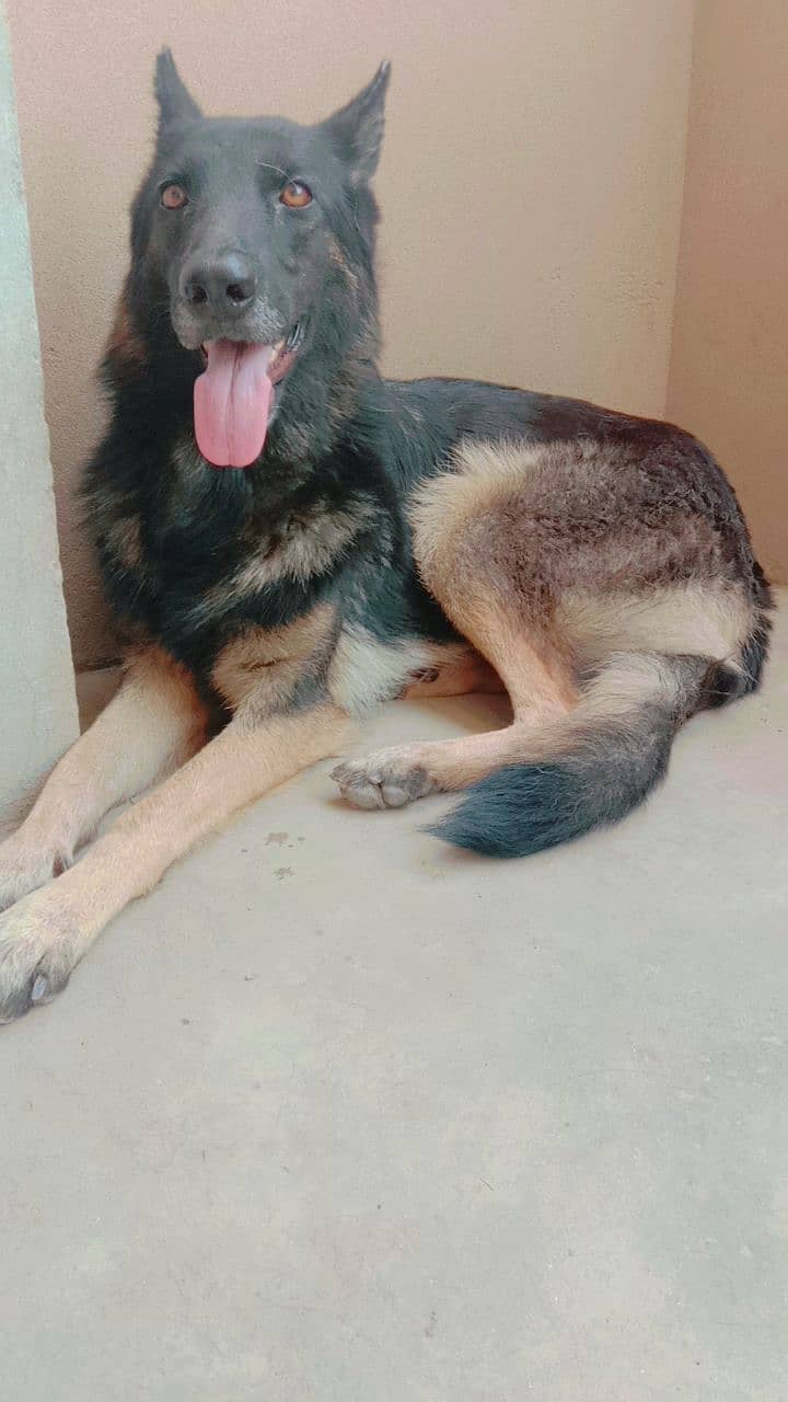 German Shepherd / Long Cout / Gsd  / Dog for sale 2