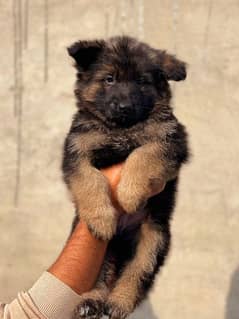 German Shepherd puppies / puppy for sale / gsd puppies 0