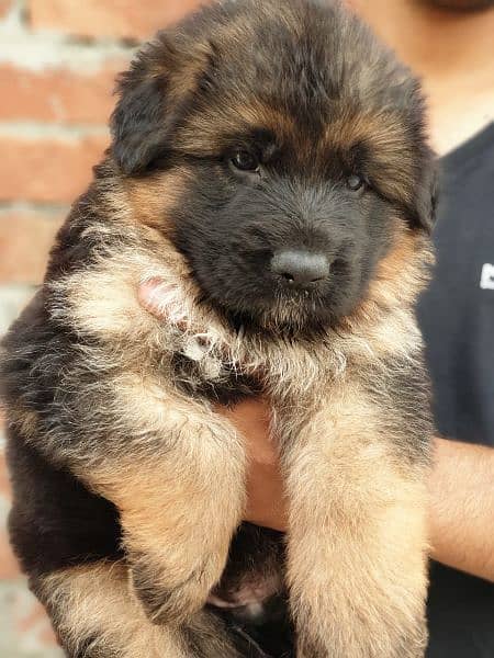 German Shepherd puppies / puppy for sale / gsd puppies 3