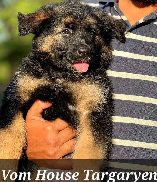 German Shepherd puppies / puppy for sale / gsd puppies 4