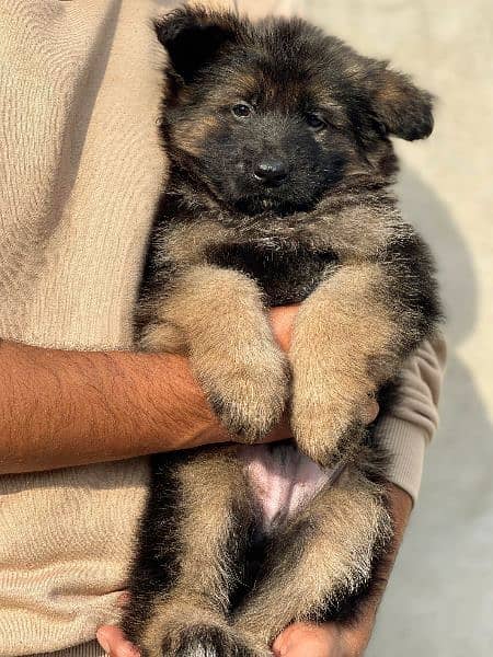 German Shepherd puppies / puppy for sale / gsd puppies 5