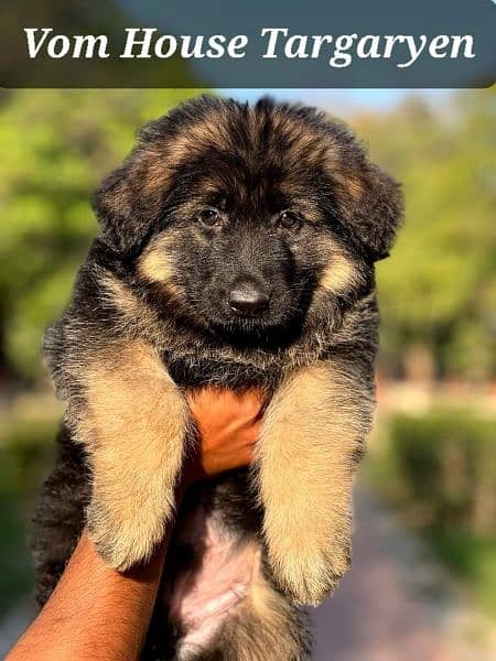 German Shepherd puppies / puppy for sale / gsd puppies 7