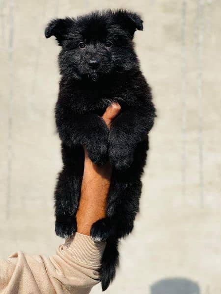 German Shepherd puppies / puppy for sale / gsd puppies 9