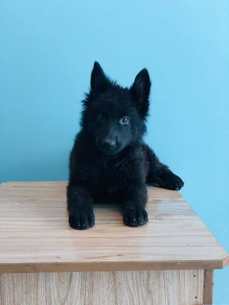 German Shepherd puppies / puppy for sale / gsd puppies 10