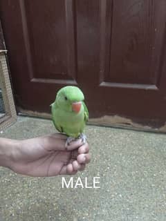 Green Ring Neck Parrot Chicks