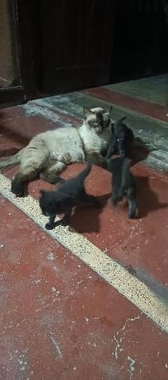 Kittens for sale. Mother Siamese. Father Black Persian Triple Coat 0
