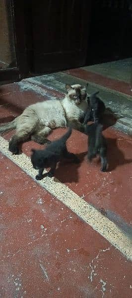 Kittens for sale. Mother Siamese. Father Black Persian Triple Coat 0