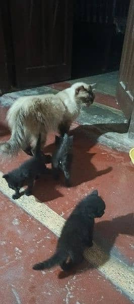 Kittens for sale. Mother Siamese. Father Black Persian Triple Coat 1