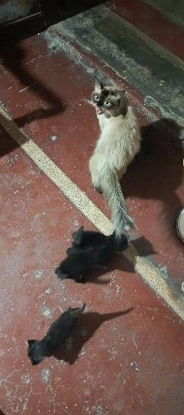 Kittens for sale. Mother Siamese. Father Black Persian Triple Coat 2