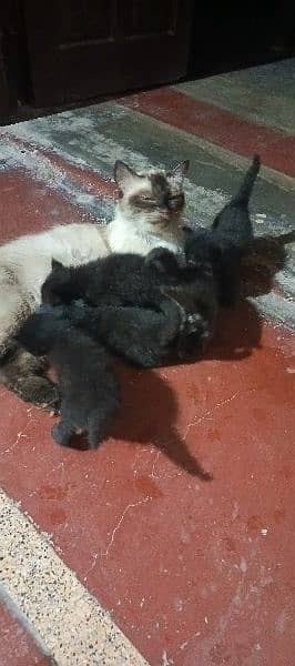 Kittens for sale. Mother Siamese. Father Black Persian Triple Coat 4