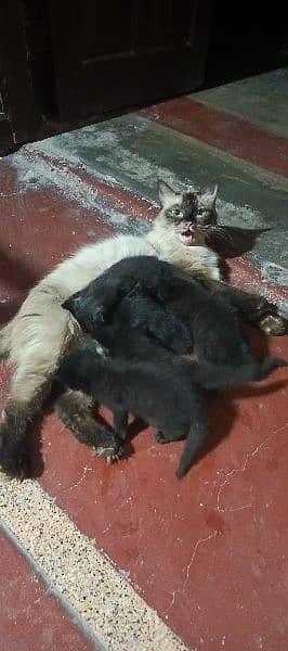 Kittens for sale. Mother Siamese. Father Black Persian Triple Coat 6