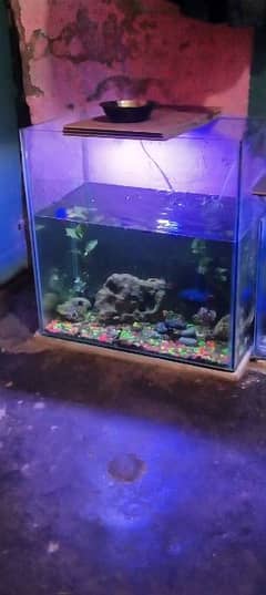 molly fish babys 300 sa zaida bacha han with aquarium