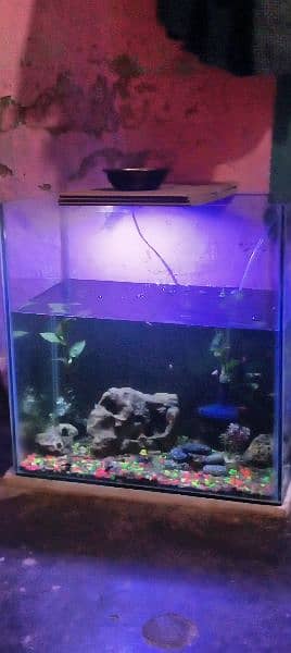 molly fish babys 300 sa zaida bacha han with aquarium 1