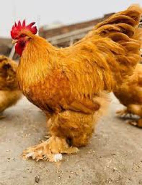 golden buff rooster 0