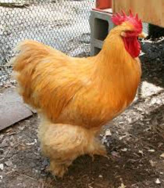 golden buff rooster 1