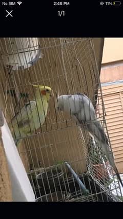 cockatiel birds males