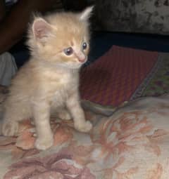 Unique Colored Persian Male Kitten