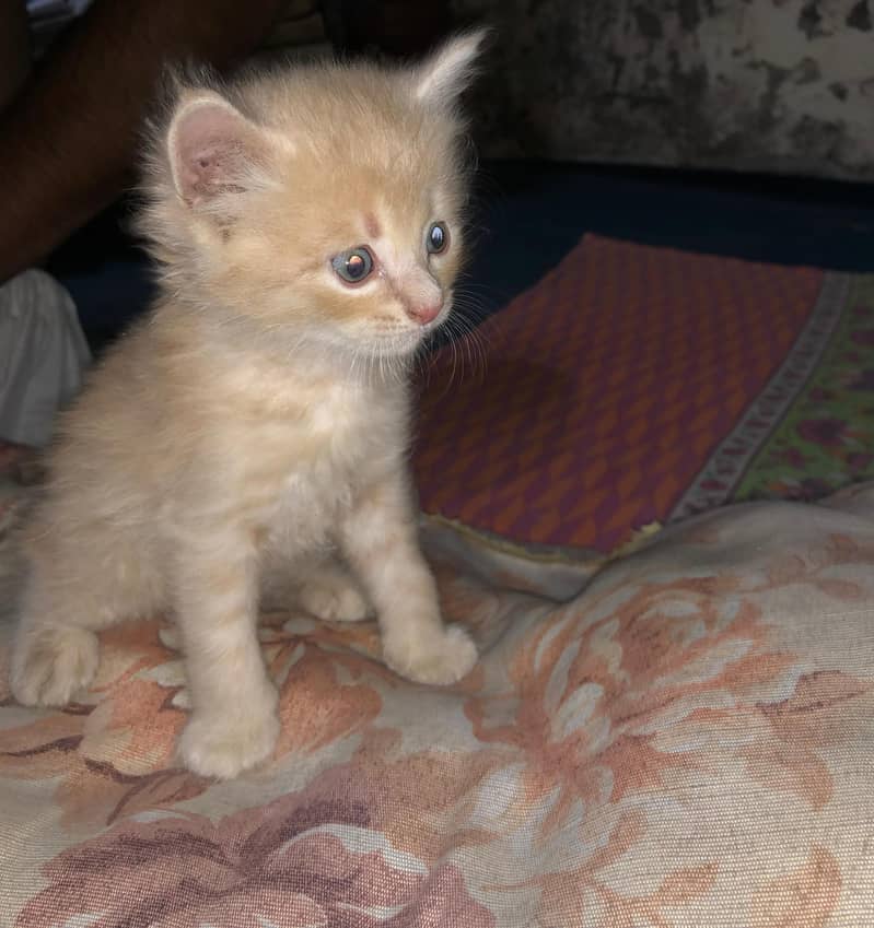 Unique Colored Persian Male Kitten 0