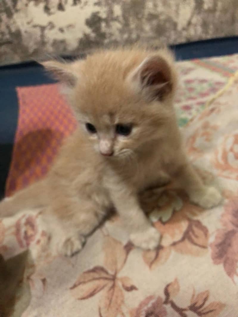 Unique Colored Persian Male Kitten 1