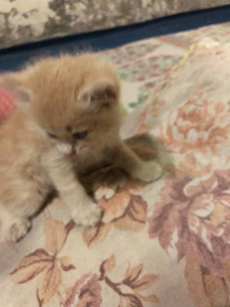 Unique Colored Persian Male Kitten 2