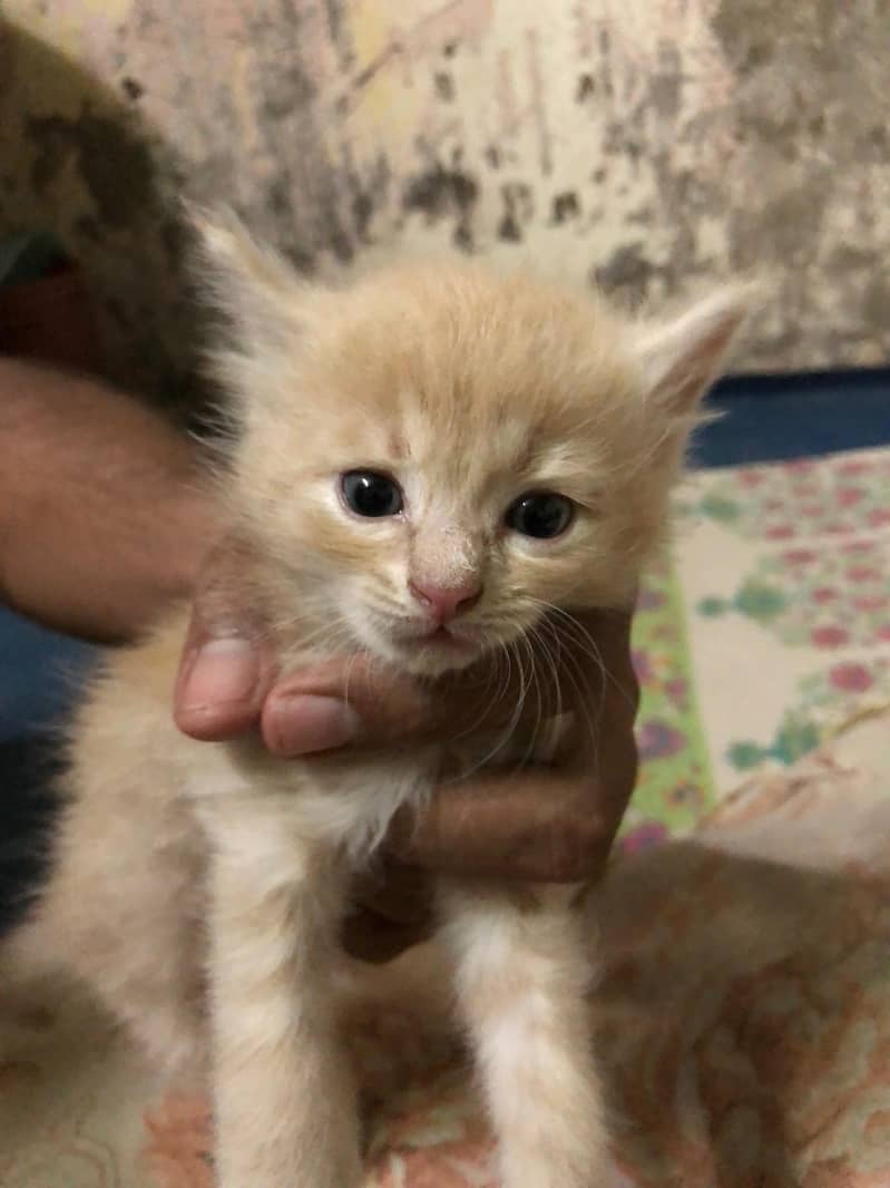 Unique Colored Persian Male Kitten 3