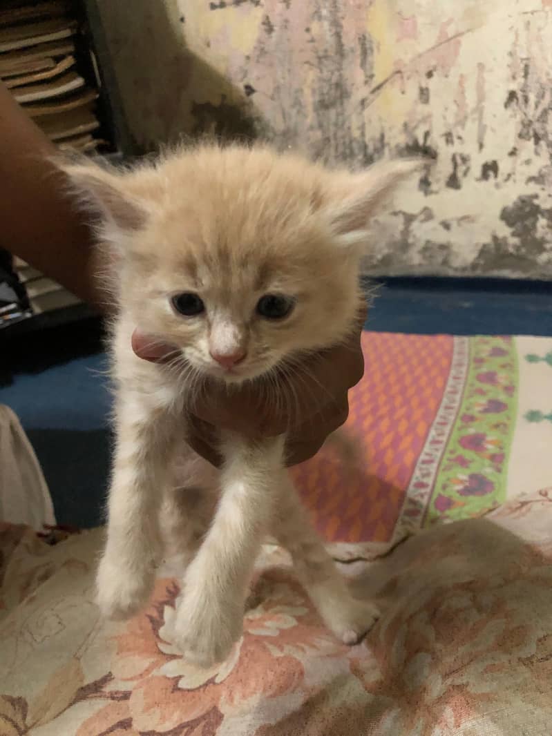 Unique Colored Persian Male Kitten 4