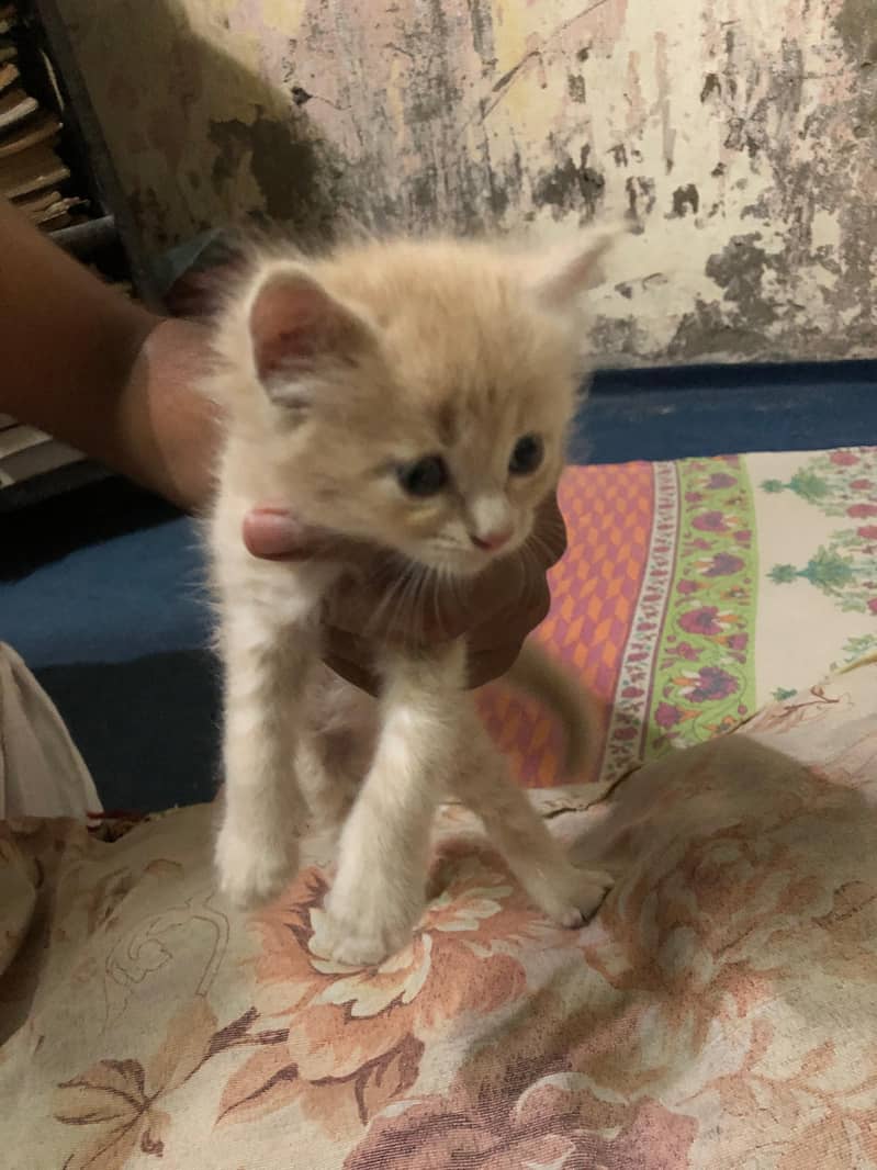 Unique Colored Persian Male Kitten 5