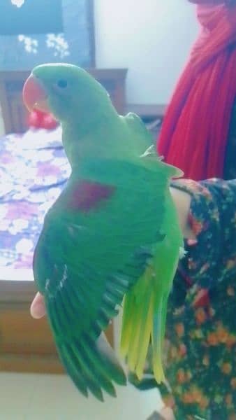 raw parrot 1